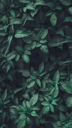 Idioma das Suas Plantas